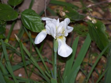 Iris bianco e Iris viola - Iris germanica